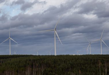 Mehrere Windkraftanlagen ragen aus einem Wald mit Nadelbäumen in den bedeckten Himmel.